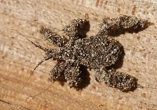 Reduvius personatus, masked hunter bug nymph, camouflaged with sand grains