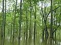 Inundated hardwood forest along the Cache River
