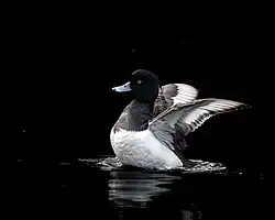 Adult male, Vrouwenpolder, Netherlands