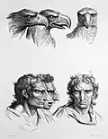 Three views of an eagle's head and a man's head in similar poses