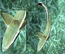 Commensal fish: a remora holds on to its host with a sucker-like organ (detail inset)