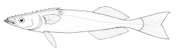 Remora Remora brachyptera