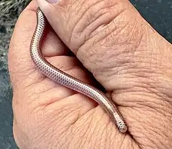 Rena type species; Western blind snake (R.&nbsp;humilis)