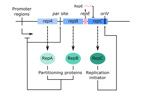A schematic of the repABC gene cassette, along with the activity of their gene products