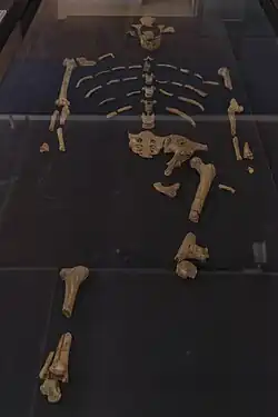 Skeleton of Lucy, the most well-known Australopithecus afarensis fossil, at the National Museum of Ethiopia.