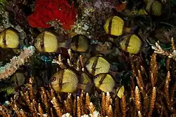 In Wakatobi National Park