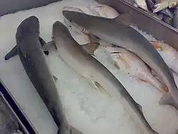 Three small gray sharks sitting on ice in a fish market
