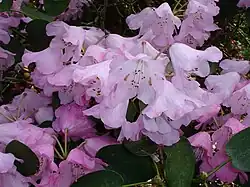 Rhododendron 'James Barto' at Benmore Botanic Garden