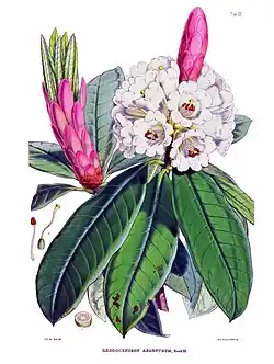 large green leaves with white flowers and pink shoots