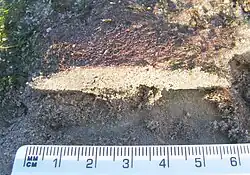 Picture of Rhodothamniella