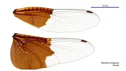 Female wings