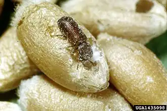 Rhyzopertha dominica from USA