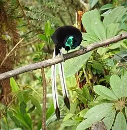 The male ribbon-tailed astrapia has a longer white tail