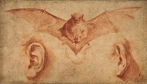 Study of Bat & Ears, ca. 1622, red chalk & wash,16 x 27.8&nbsp;cm., Metropolitan Museum of Art