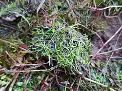 Channelled Crystalwort (Riccia canaliculata)