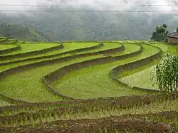 A picture of Rice Fields in Jamuna, Nepal