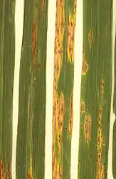 Differential of lesions on rice leaves