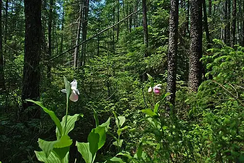 Showy ladyslippers photographed at Rice Creek State Natural Area