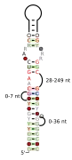 A consensus secondary structure and primary sequence for the right-angle RNA motif.