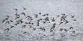 Flock in flight, with ruddy turnstones