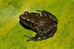 Eleutherodactylus cystignathoides, Liberty Co., TX, USA