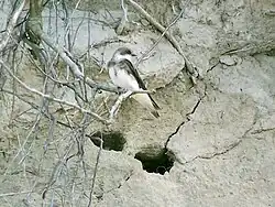 Adult at nest site, Dziwnówek, Poland
