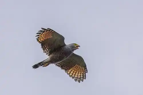 R. m. magnirostris, West Ecuador