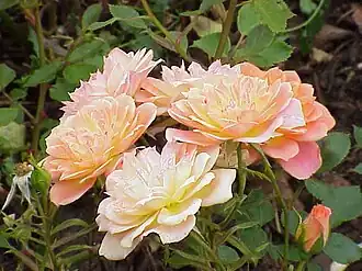 'Honey Bunch' (1990)