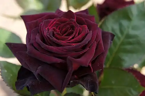 'Black Baccara', (2000)