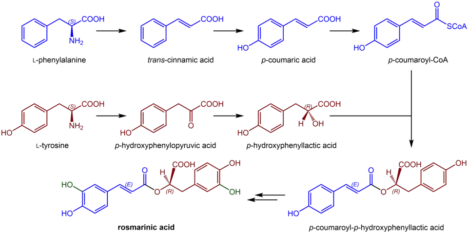 Rosmarinic acid biosynthesis