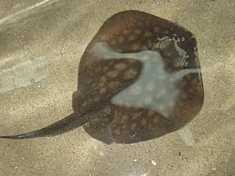 Round stingrays (Urobatis halleri) frequently sting beachgoers along the Western American coast.