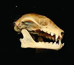 Bat skull