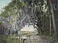 Royal Arch Oak in c.&nbsp;1905