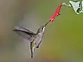 Female ruby-throated hummingbird nectaring on coral honeysuckle (Lonicera sempervirens), North Carolina