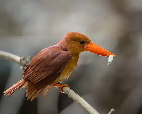 Image 18 Ruddy kingfisher Photograph: Jason Thompson The ruddy kingfisher (Halcyon coromanda) is a medium-sized tree kingfisher which is widely distributed in the forests of east and southeast Asia. Like other kingfishers, ruddy kingfishers generally feed on fish, crustaceans, and large insects, though in areas with less running water they are known to take frogs and other amphibians. More selected pictures