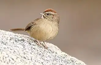 Rufous-crowned Sparrow