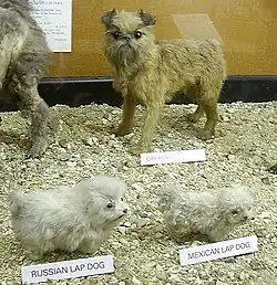 Russian and Mexican lapdog (immature)