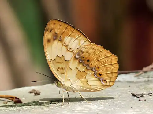Image 4 Cupha erymanthis Photograph: Jkadavoor Cupha erymanthis is a species of brush-footed butterfly found in forested areas of tropical South and Southeast Asia which may feed on liquids from carrion. This specimen was photographed in Kadavoor, Kerala, India. More selected pictures