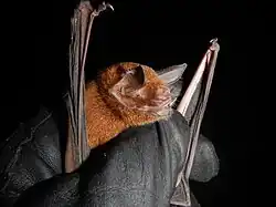 Brown bat