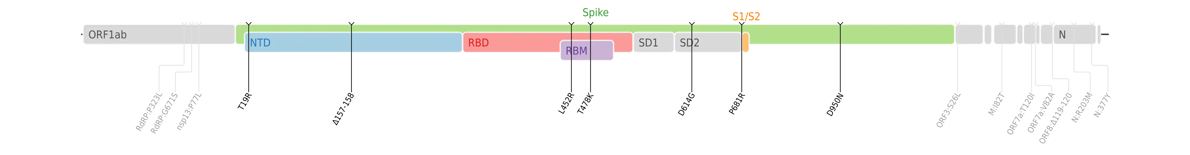 Amino acid mutations of SARS-CoV-2 Delta variant plotted on a genome map of SARS-CoV-2 with a focus on Spike[37]
