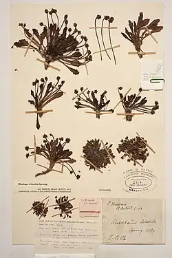 Te Papa herbarium specimen collected by Frederick Chapman in the Auckland Islands in 1890