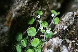 Flowering plants in rock crevice