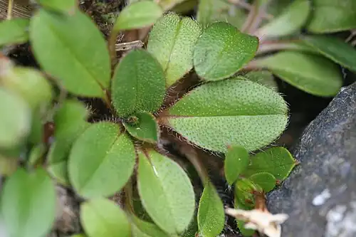 Rosette leaves