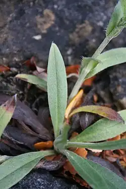 Rosette leaves