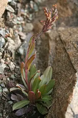 Habit of plant just past flowering