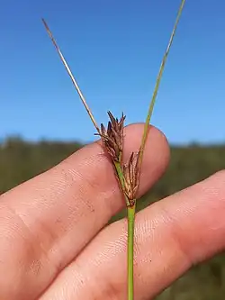 Flowering head