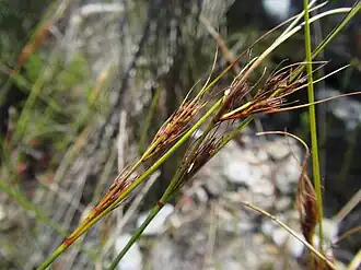 Flowering heads