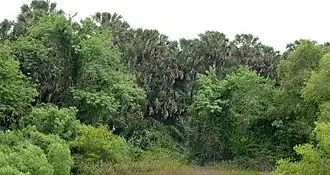 Old growth sabal palm grove, Sabal Palm Sanctuary, Cameron County, Texas (11 April 2016).
