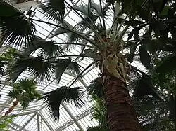 Sabal domingensis Botanic Garden Meise