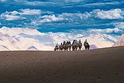 Tourists riding camels in the sand dunes